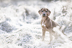 Rhodesian Ridgeback Welpe