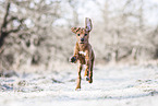 Rhodesian Ridgeback Welpe