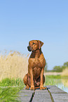 Rhodesian Ridgeback im Sommer