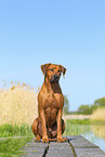 Rhodesian Ridgeback im Sommer