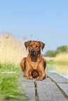 Rhodesian Ridgeback im Sommer