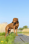 Rhodesian Ridgeback im Sommer