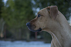 Rhodesian Ridgeback