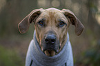 Rhodesian Ridgeback