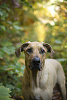 Rhodesian Ridgeback