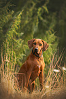 Rhodesian Ridgeback im Sommer