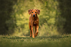 Rhodesian Ridgeback im Sommer