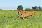 Rhodesian Ridgeback Welpe