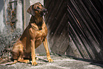 Rhodesian Ridgeback Rde