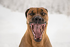 Rhodesian Ridgeback Rde