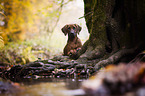 junger Rhodesian Ridgeback