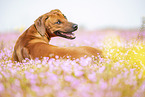 ausgewachsener Rhodesian Ridgeback