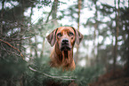 Rhodesian Ridgeback im Sommer