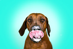 Rhodesian Ridgeback im Studio