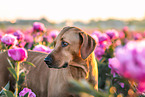 Rhodesian Ridgeback im Sommer