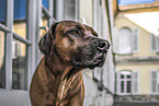 Rhodesian Ridgeback