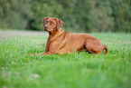 Livernose Rhodesian Ridgeback Hndin