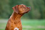 Livernose Rhodesian Ridgeback Hndin