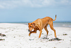 Rhodesian Ridgeback