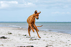 Rhodesian Ridgeback