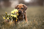 Rhodesian Ridgeback Welpe