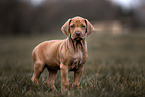 Rhodesian Ridgeback Welpe