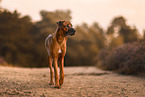 Rhodesian Ridgeback