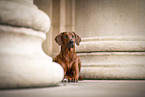 Rhodesian Ridgeback