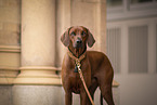 Rhodesian Ridgeback