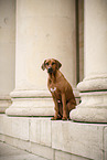 Rhodesian Ridgeback