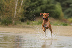 Rhodesian Ridgeback