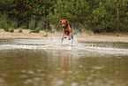 Rhodesian Ridgeback