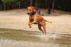 Rhodesian Ridgeback