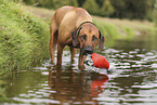 Rhodesian Ridgeback