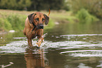 Rhodesian Ridgeback