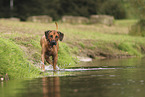 Rhodesian Ridgeback