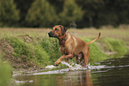 Rhodesian Ridgeback