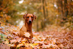 Rhodesian Ridgeback