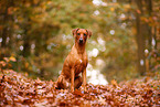 Rhodesian Ridgeback