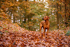 Rhodesian Ridgeback