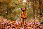 Rhodesian Ridgeback