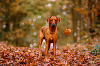 Rhodesian Ridgeback