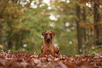 Rhodesian Ridgeback