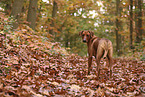 Rhodesian Ridgeback