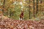 Rhodesian Ridgeback