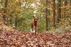 Rhodesian Ridgeback