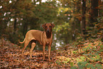 Rhodesian Ridgeback