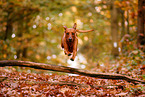 Rhodesian Ridgeback