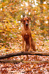 Rhodesian Ridgeback