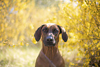 Rhodesian Ridgeback